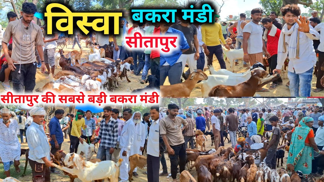 Biswa Bakra mandi New Video 😱🐐 |Biswa Bakra Mandi Sitapur |Biswa Bakra Mandi