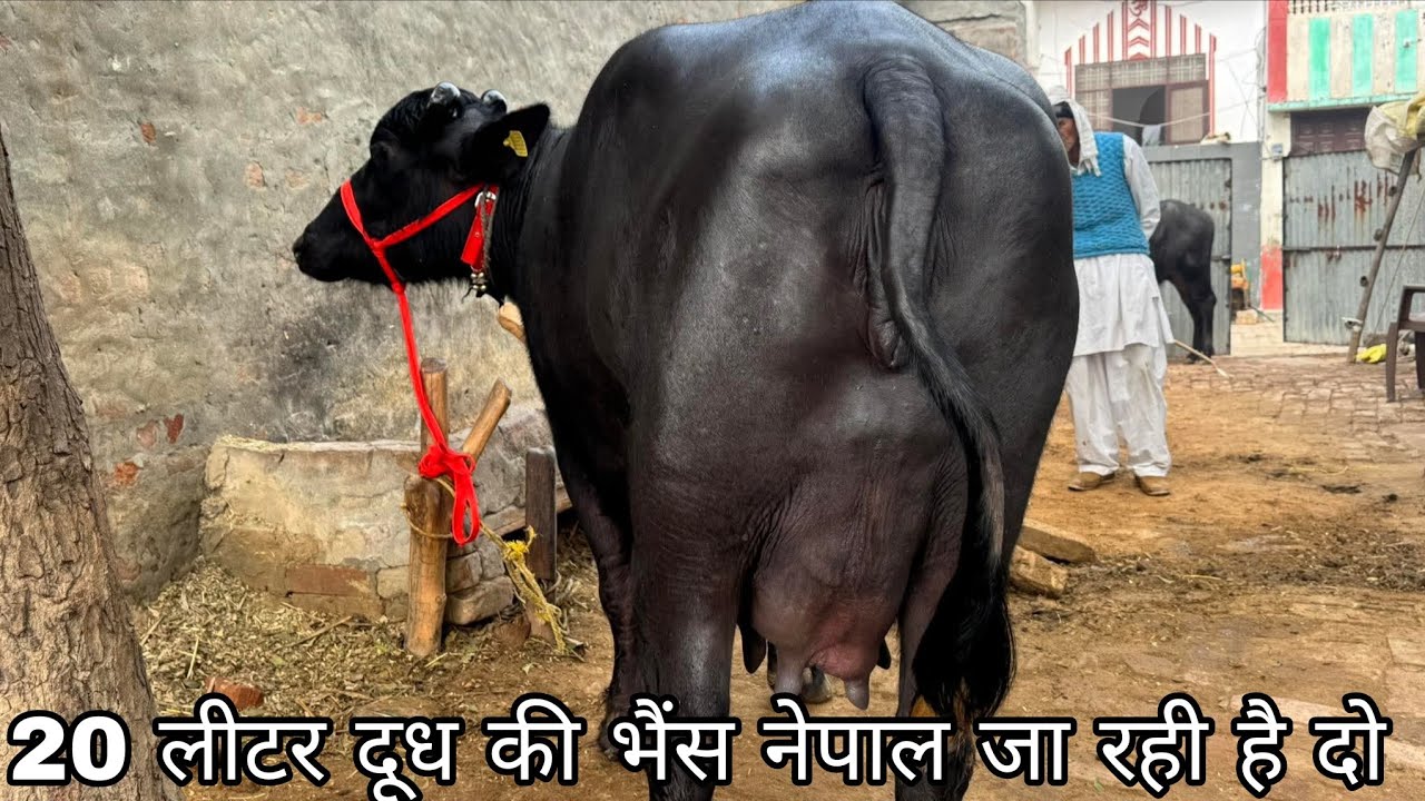 8 महीने की गयाबन 20 लीटर दूध की भैंस नेपाल जा रही है दो शानदार झोटीयां #viralvideo 