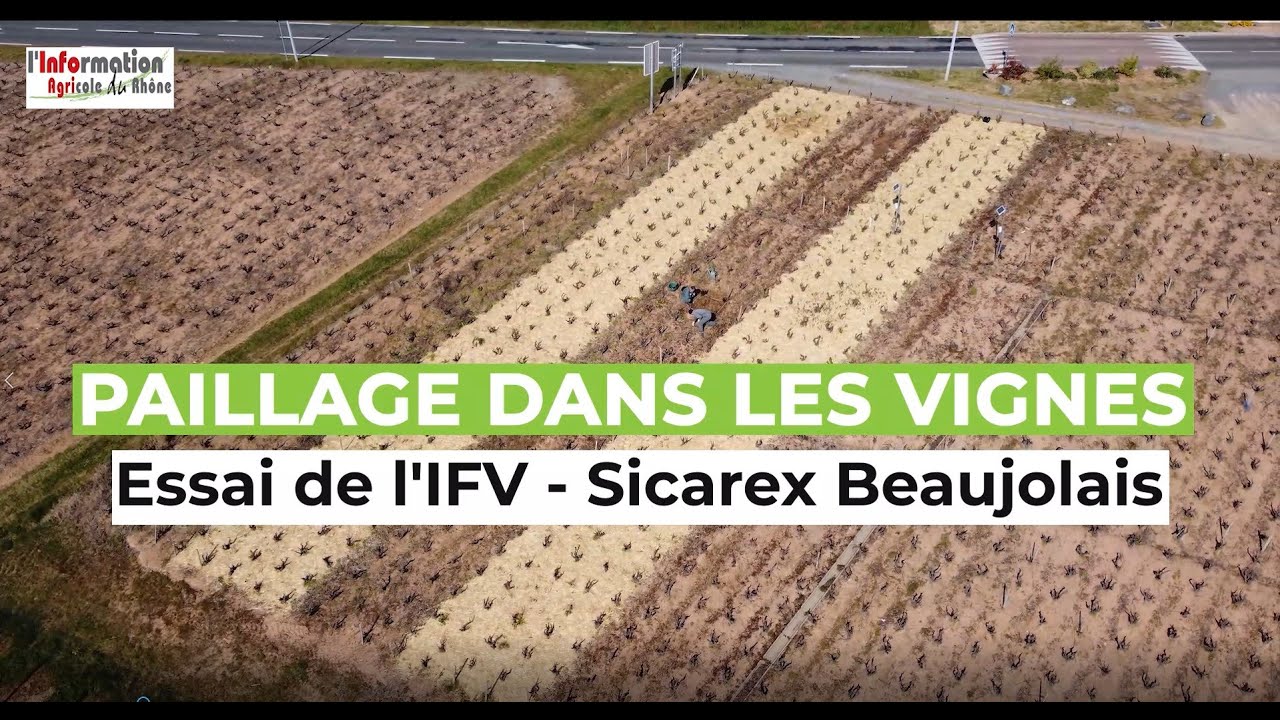 Paillage dans les vignes - Essai IFV Sicarex Beaujolais