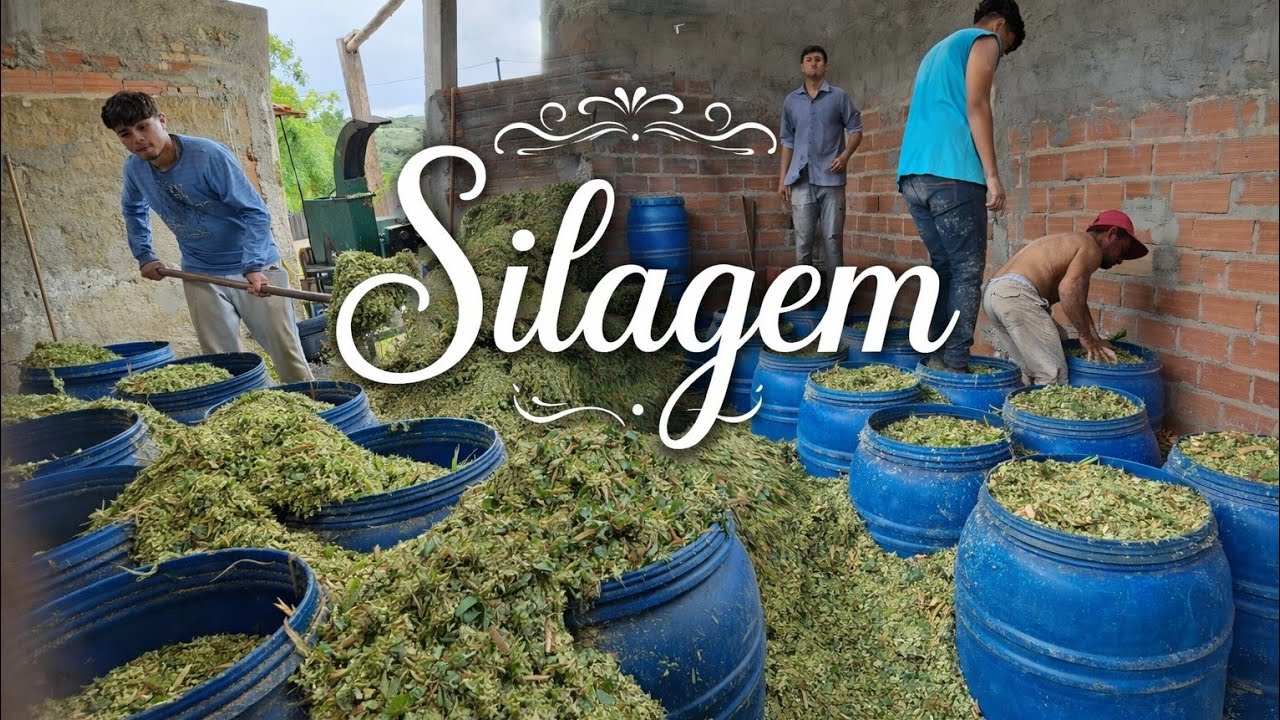 COMO FAZER SILAGEM NA BOMBONA RETIRE TODAS SUAS DÚVIDAS NESSE VÍDEO PASSO A PASSO