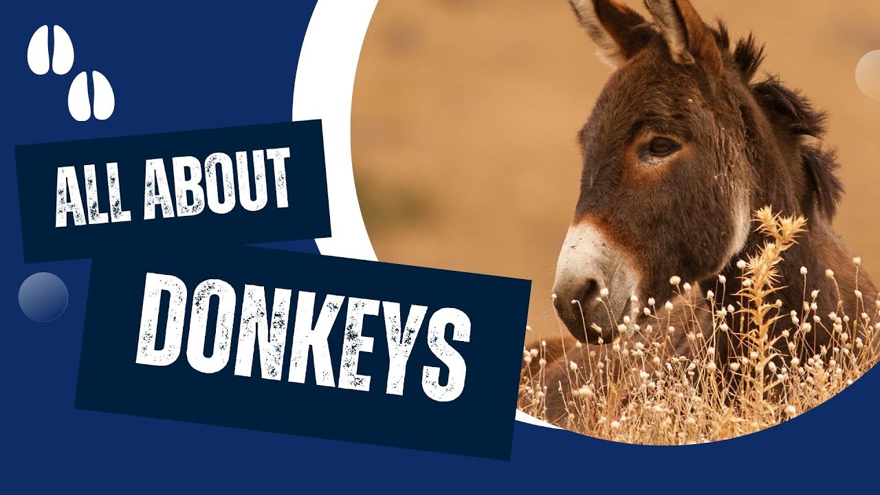 Why Are Donkeys Special?
