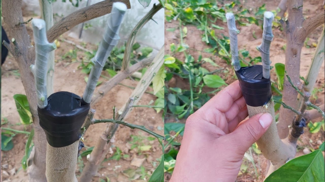 افضل طريقة لتطعيم شجرة الليمون بالقلم اللحائي بالتفصيل Lemon grafting