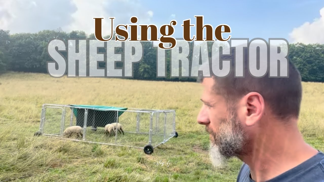Using the sheep tractor