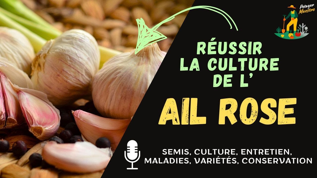 R&eacute;ussir la culture de l'ail rose dans votre potager