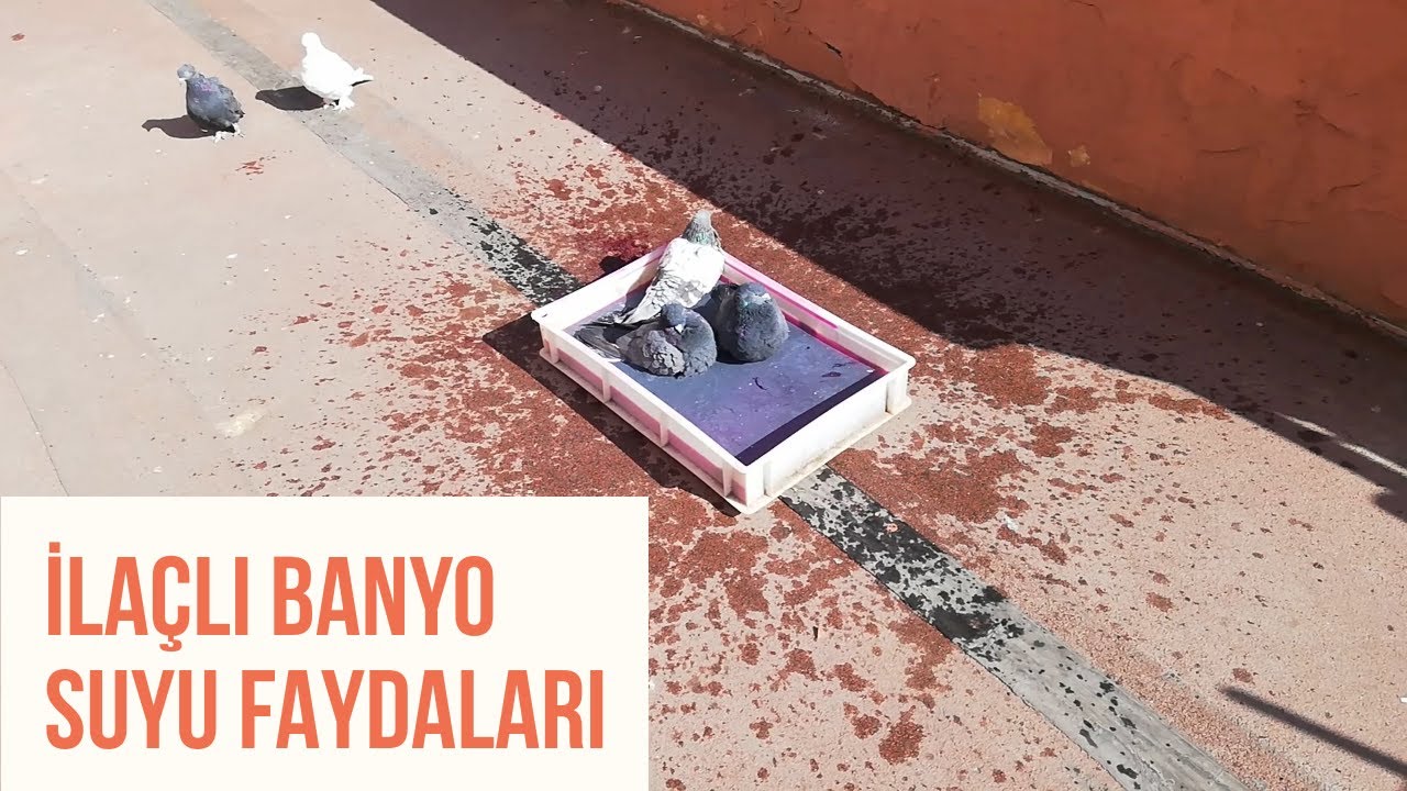 Yeni Gelen Ala Güvercinleri uçurmaya başladım