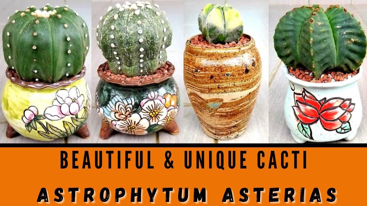 BEAUTIFUL & UNIQUE CACTI - Astrophytum Asterias Collection 🌺🌸🌼🌵