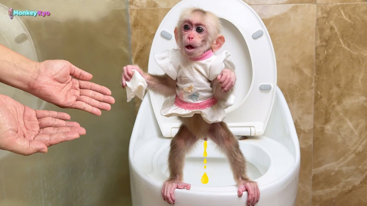 Smart monkey Kyo: Goes to the toilet alone and helps Dad with housework!