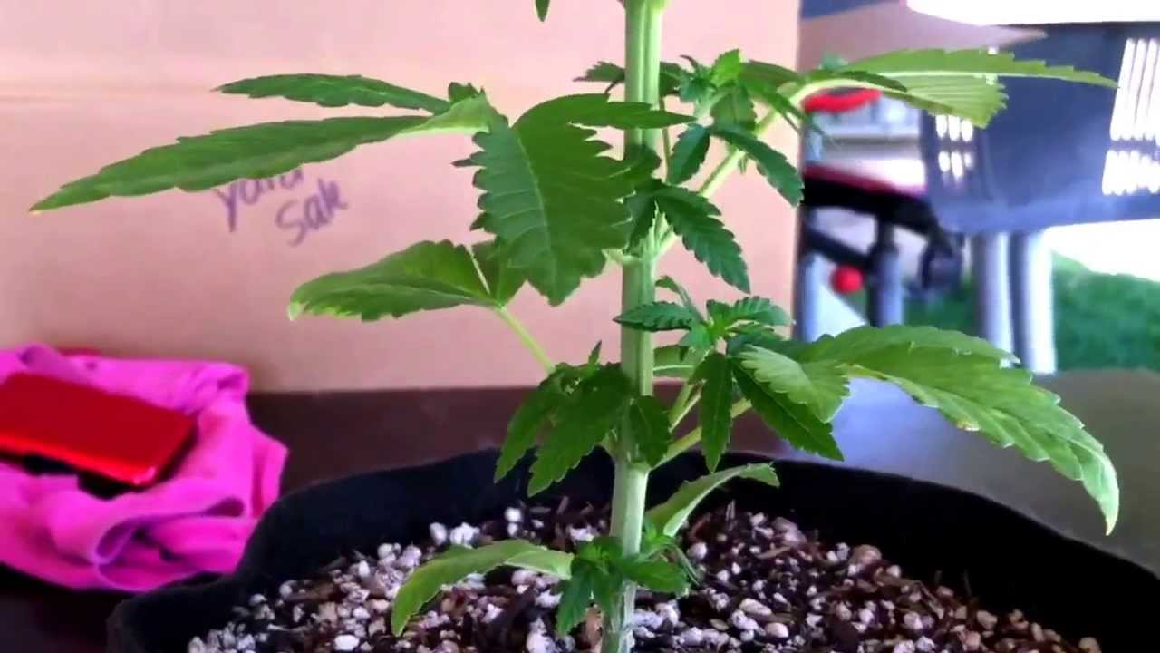1 month old weed plant update