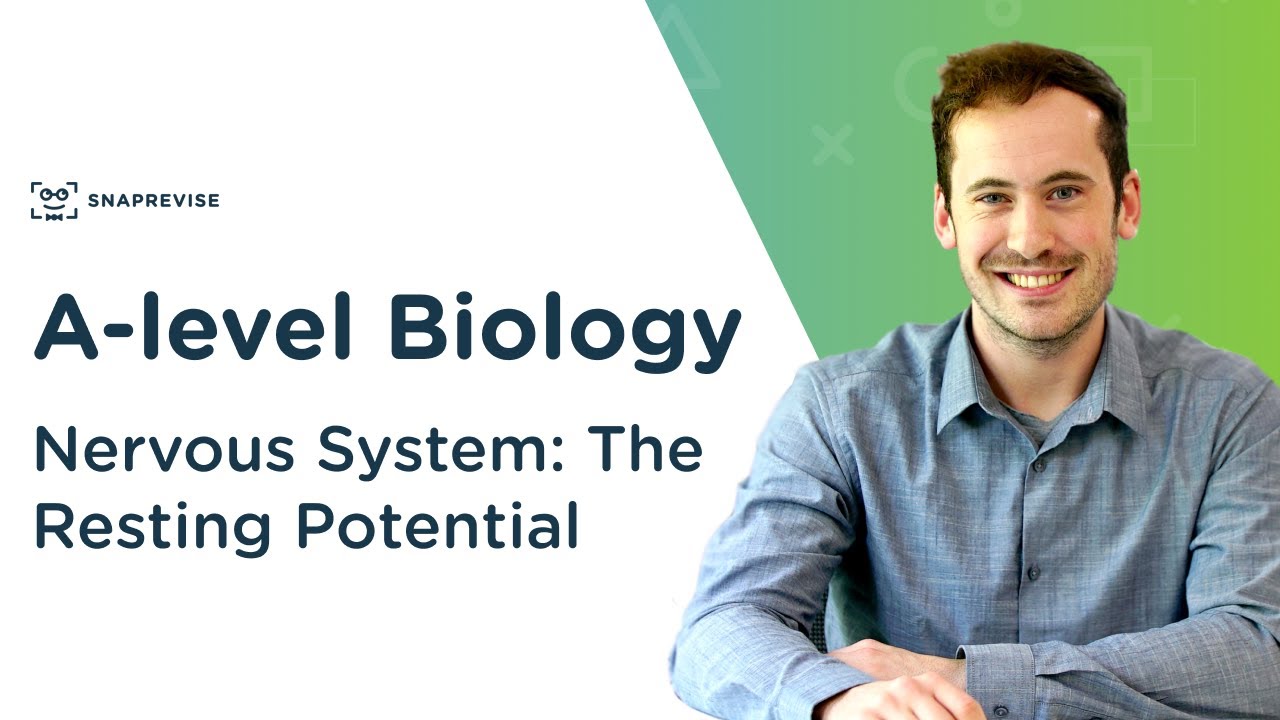 Nervous System: The Resting Potential | A-level Biology | OCR, AQA, Edexcel