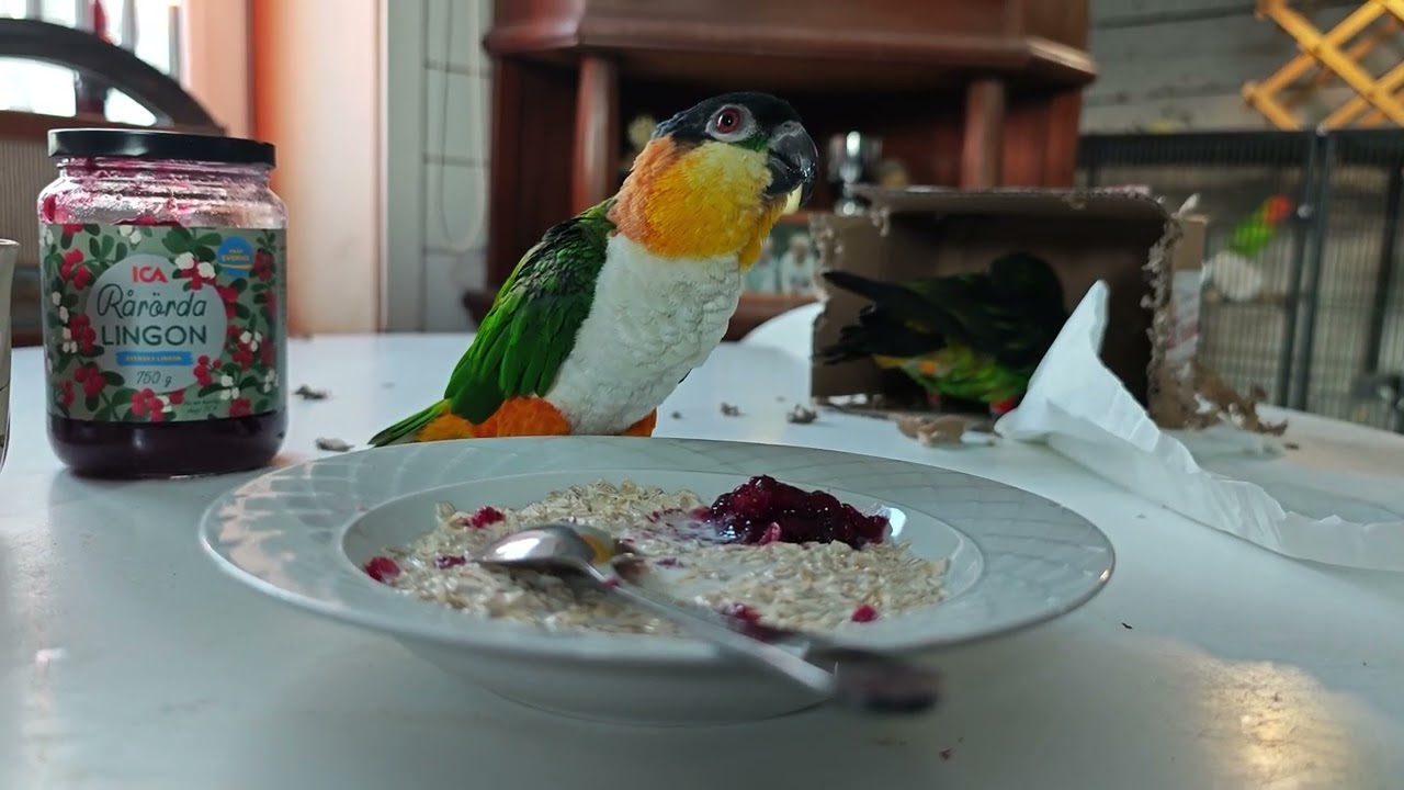 Alltid lika trevligt med frukostgäster...
