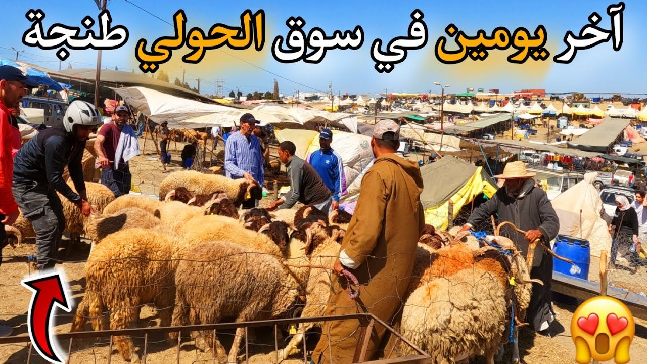 233 | 🔥 آخر يومين في سوق الحولي طنجة🥰 آخر اللحظات في سوق سيدي دريس قبل العيد 🇲🇦