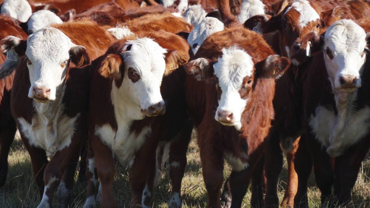 Creep Feeding (3 de 5) - Instalaciones. Fororural.com