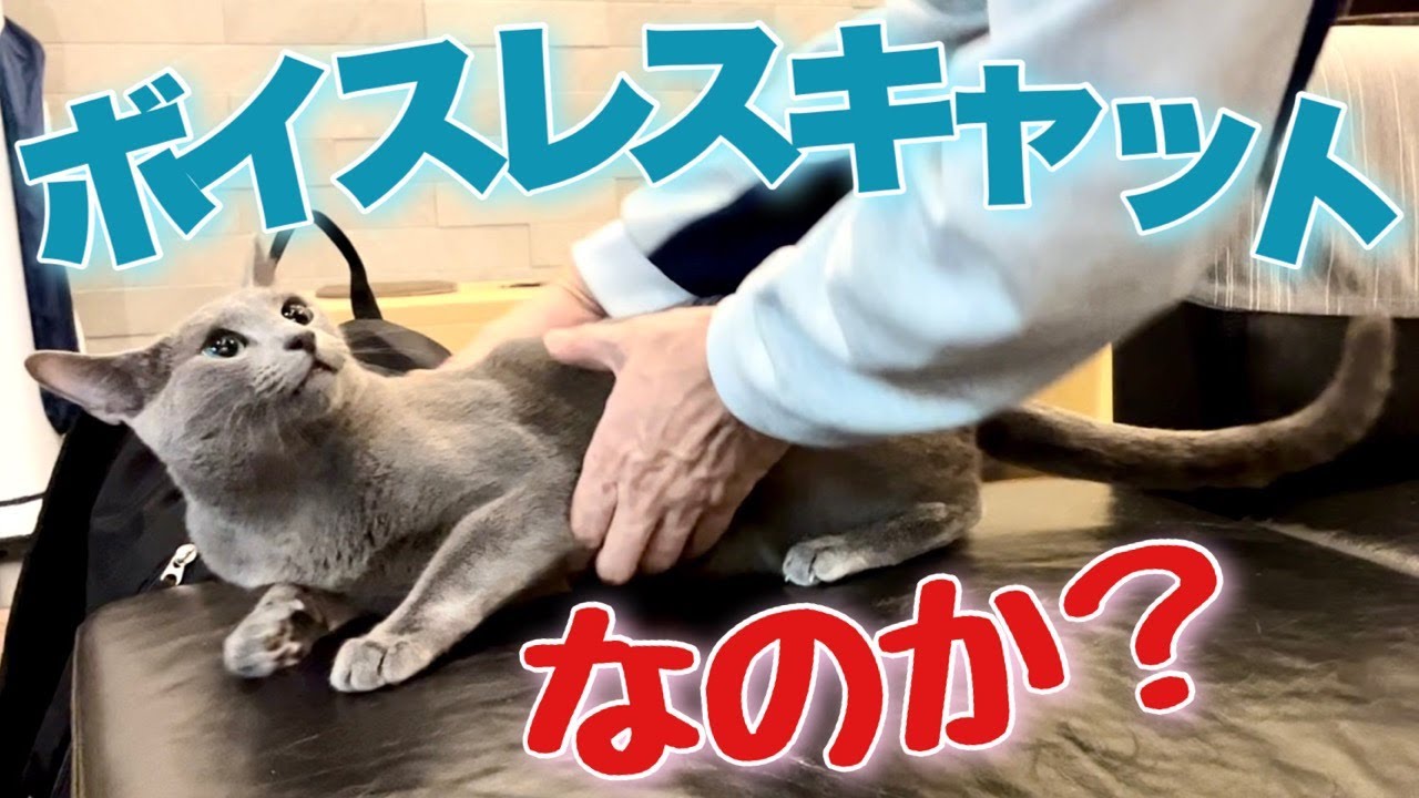 ロシアンブルー|猫が鳴く4つの場面~声ちっちゃ[Russian Blue]