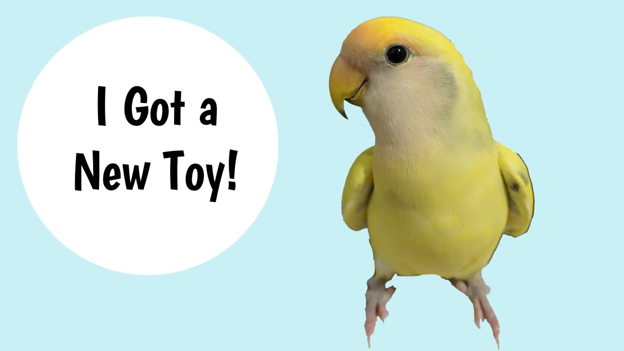 New toy for my Lovebird Sprinkles!!
