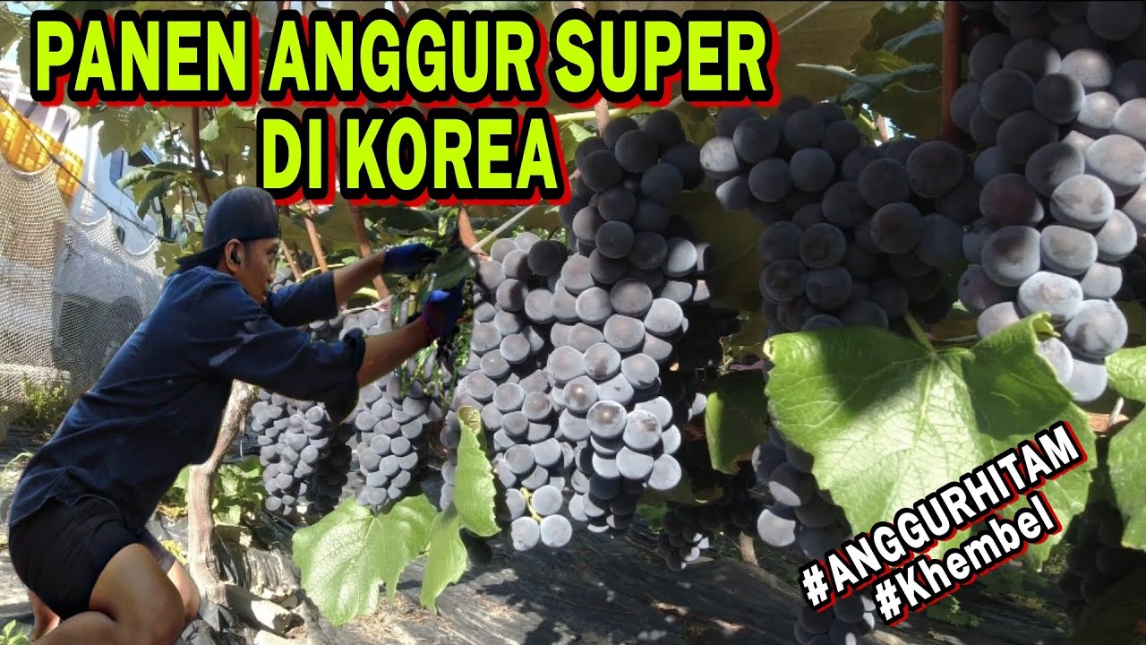 PANEN ANGGUR DI KOREA - YANG PUNYA KEBUN ORANG INDONESIA 😮