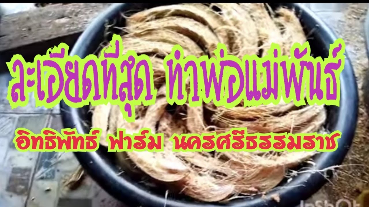 การเลี้ยงด้วงสาคู #ep93การทำพ่อแม่พันธุ์ด้วงอย่างละเอียด