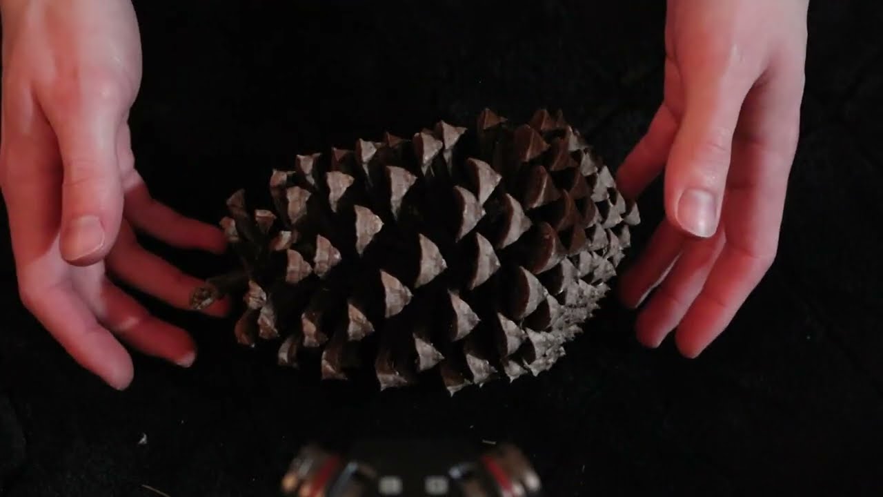 ASMR - ALL HAIL THE PINECONE - Aggressive Pinecone Noises