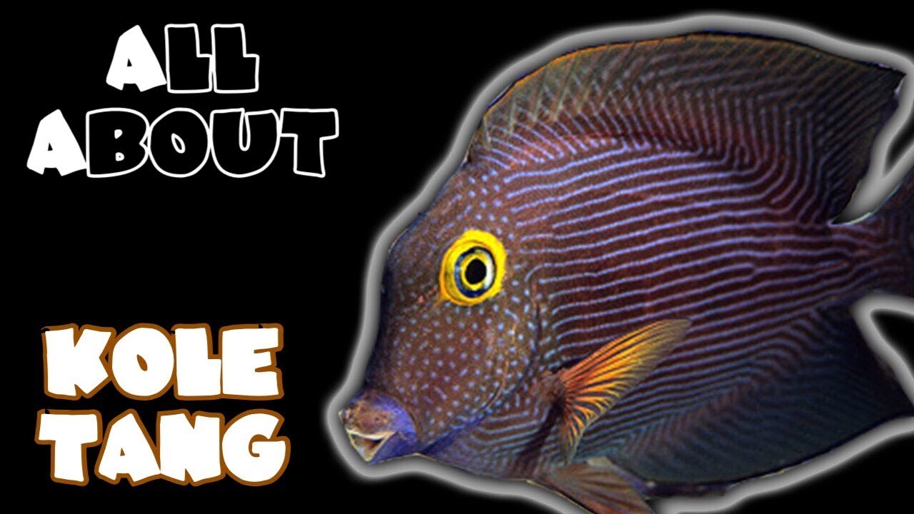All About The Yellow Eye Kole Tang