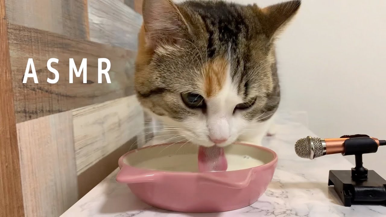 【ASMR】🎧ミルクをがぶ飲みする猫の咀嚼音🐈【短足ミヌエット】｜Cats drinking milk