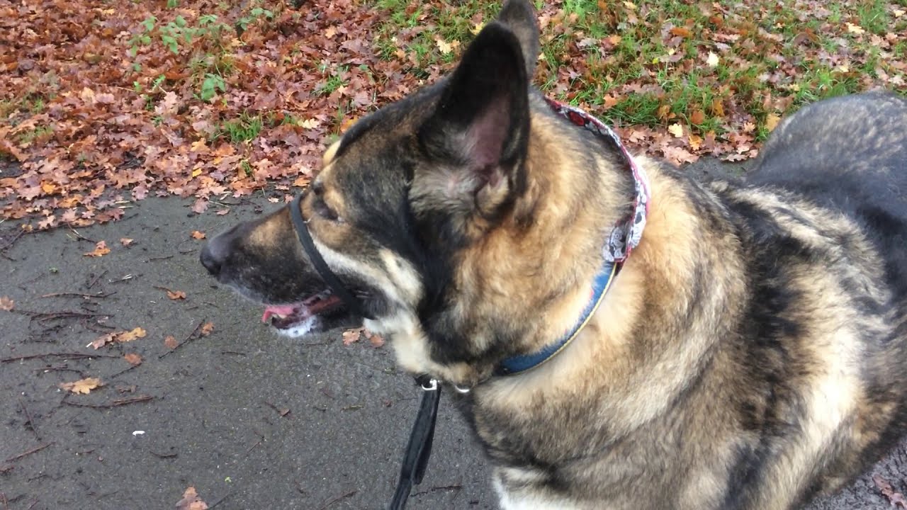 WALKING WITH MISS LOU # 1 GREEN LANE AND BIRCHMOOR VILLAGE