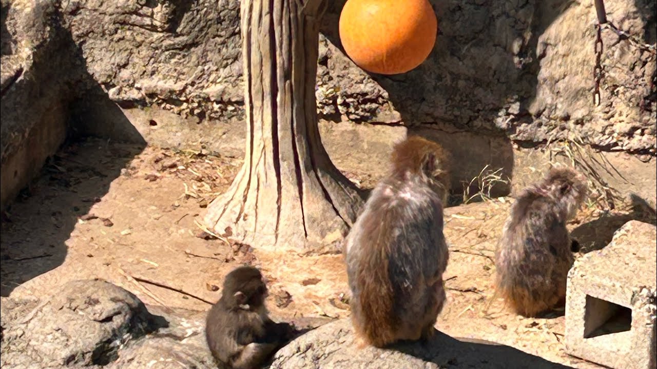 Punch kun of Japan #punchkun #japanmonkey 