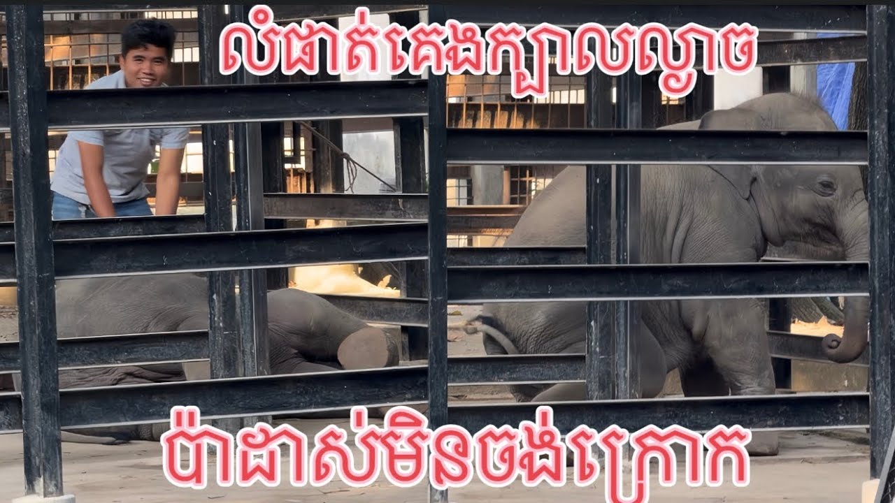 លំផាត់គេងល្ងាចប៉ាដាស់មិនចង់ក្រោក, asleep in the evening & didn’t want to wake up when Dad called.😊