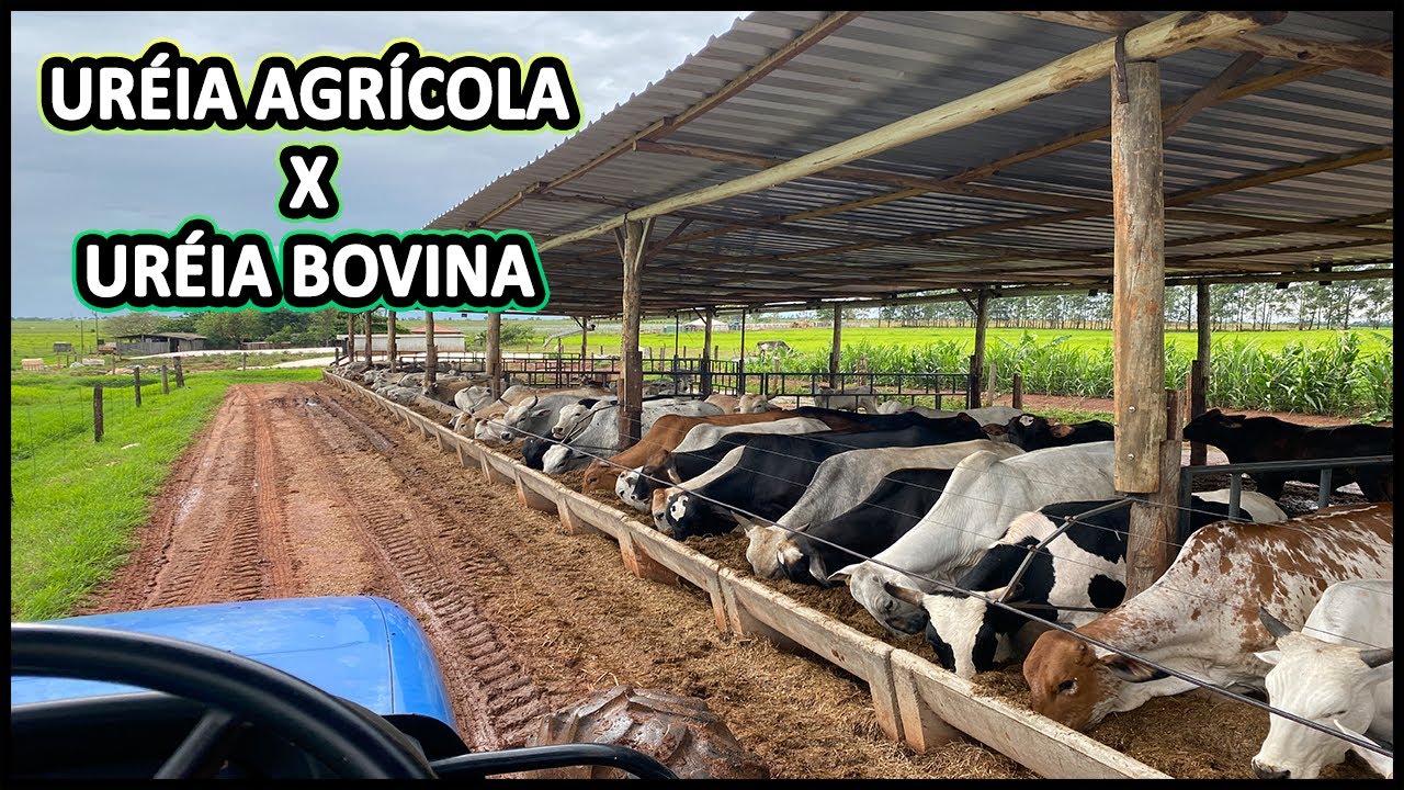 QUAL A DIFERENÇA ENTRE A URÉIA AGRÍCOLA E A URÉIA BOVINA #gado #alimentação #confinamento