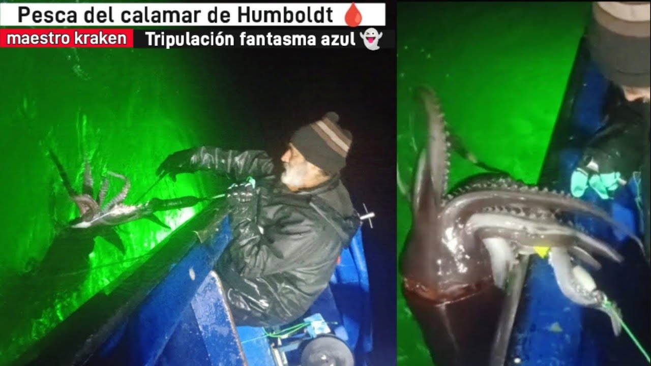 pesca de Jibias Gigantes (océano pacífico Chile )