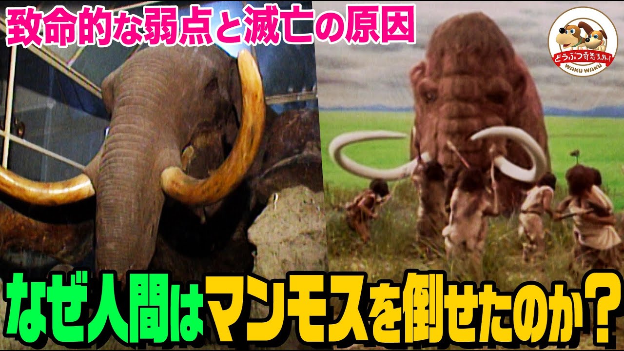 【悲劇の巨獣】巨大すぎるマンモスの致命的な弱点とは？絶滅の原因は？生きていた状態のまま発見された赤ちゃんが語る真実【どうぶつ奇想天外／WAKUWAKU】