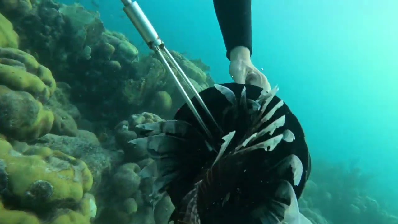 35 minutes of unedited, random Lionfish hunting shots of Lisette from Lionfish Caribbean.
