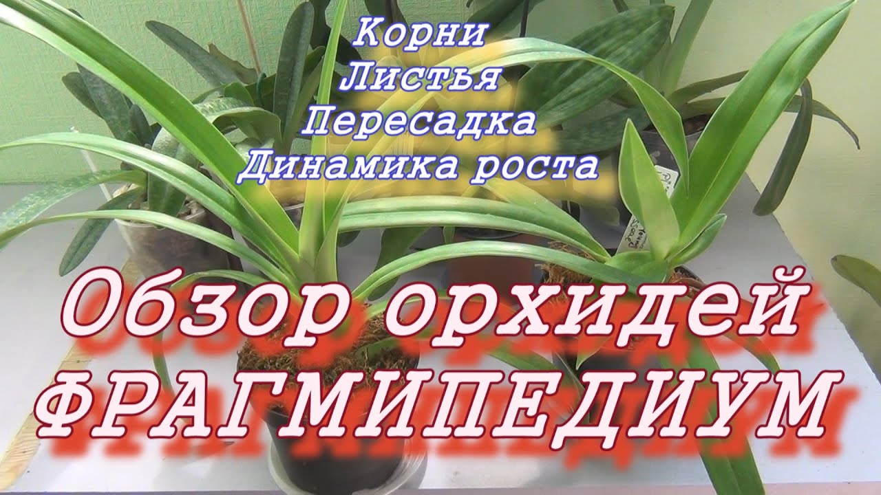Обзор орхидей ФРАГМИПЕДИУМ. Динамика роста. Цветонос, корни и листья.