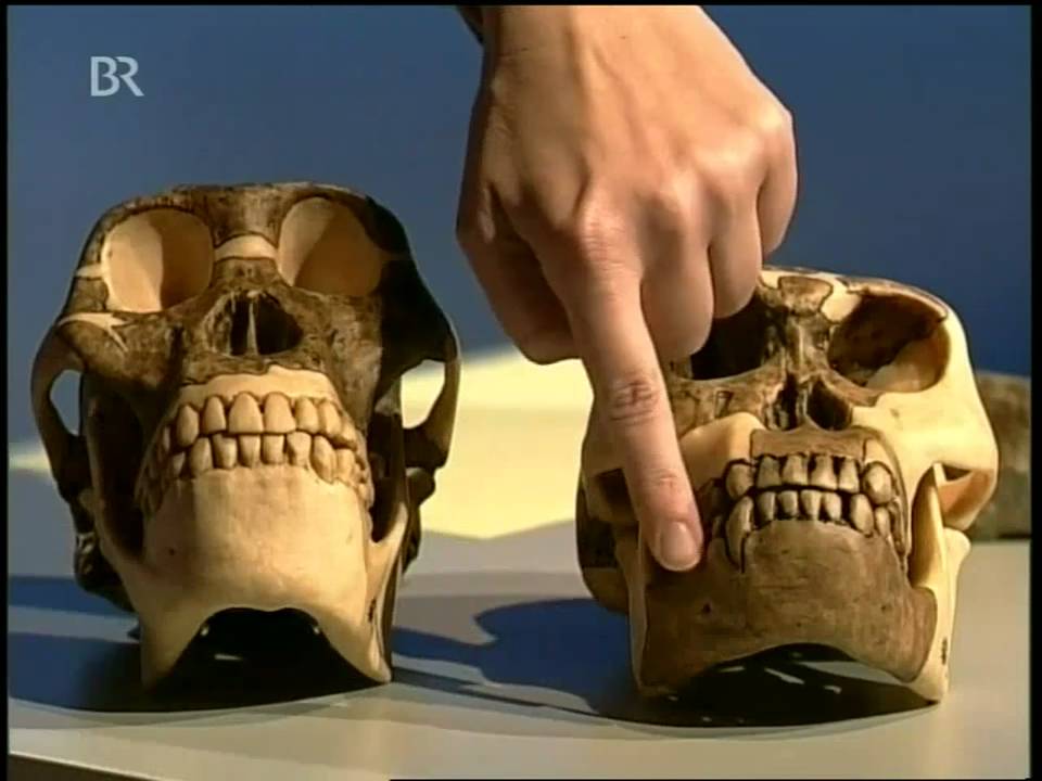 Evolution und Sexualit&auml;t (2/3)
