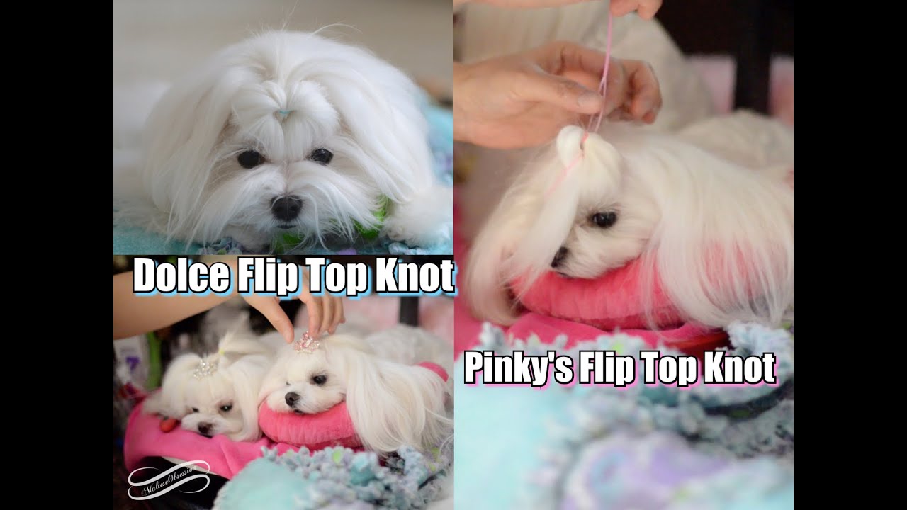 GROOMING: Dolce Flip Top Knot Tutorial ~ Korean Cut Maltese Top Knot Flip ~ Cute Maltese Hairstyles