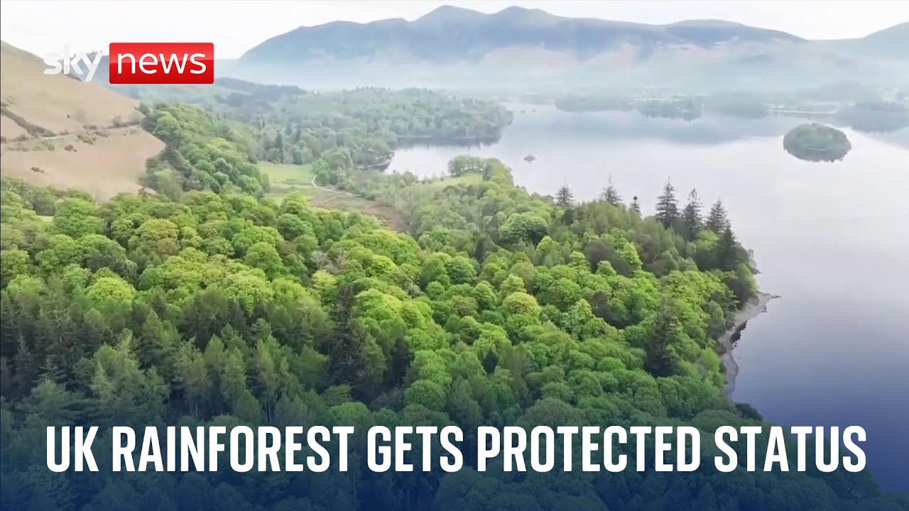 Borrowdale rainforest in Lake District gets protected status as national nature reserve