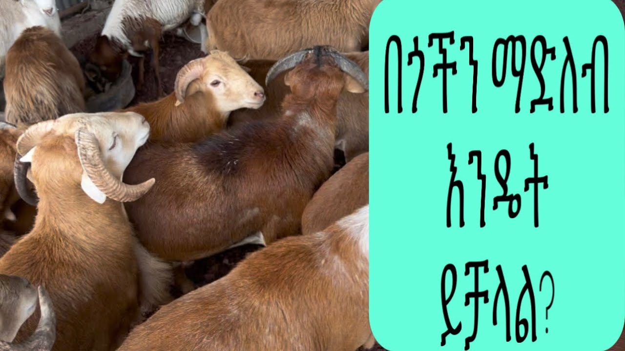 በጎችን በማደለብ እንዴት ትርፋማ እንሆናለን