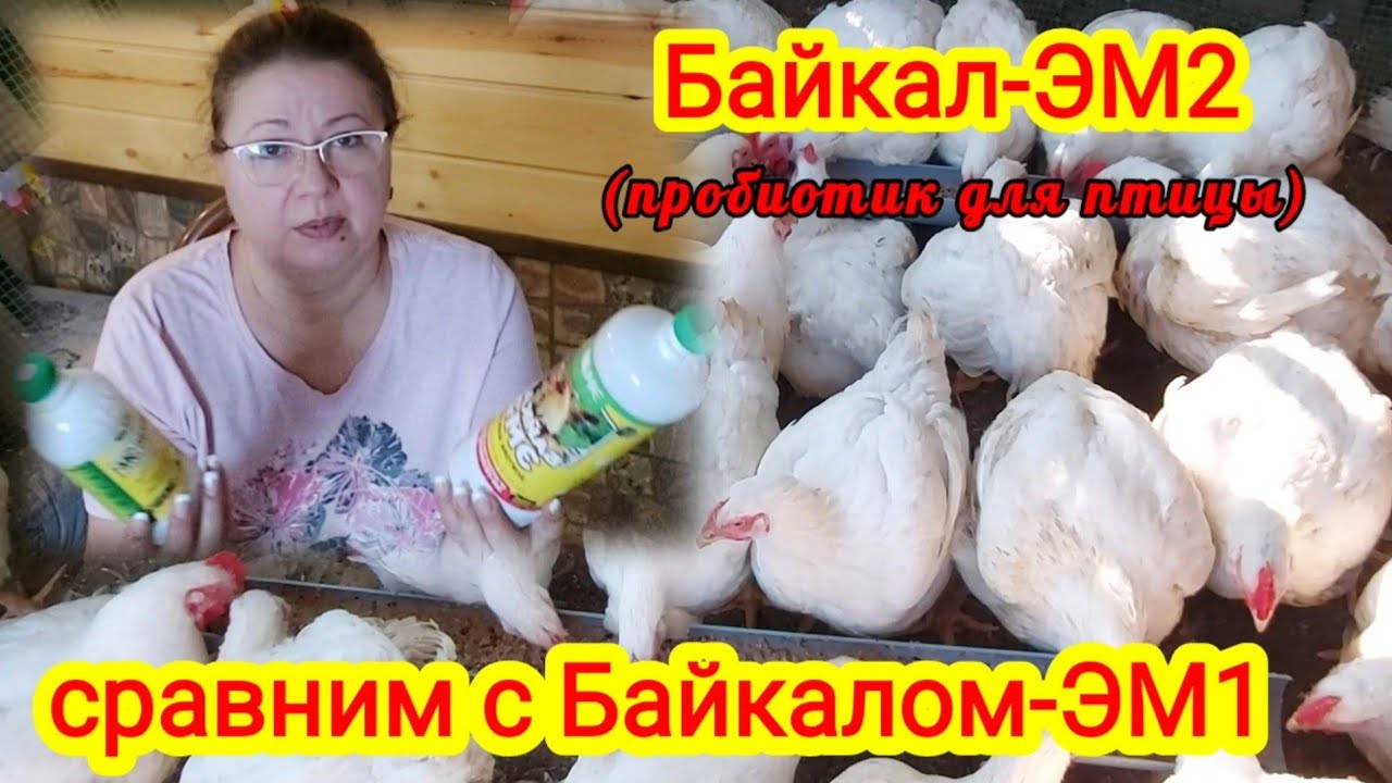 Байкал-ЭМ2 пробиотик для бройлеров. Можно ли применять Байкал-ЭМ1, сравним состав. Ответы на вопросы
