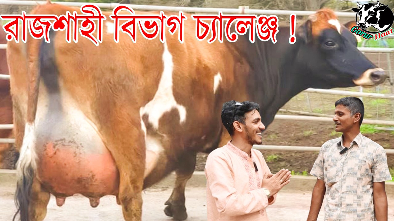 দামে আজ রাজশাহী বিভাগ চ্যালেঞ্জ ! ১০হাজার নিচে লিটারে বাচ্চাসহ দুধের গাভী।বড় গাভীতে ১লাখ নাই।গরুরহাট