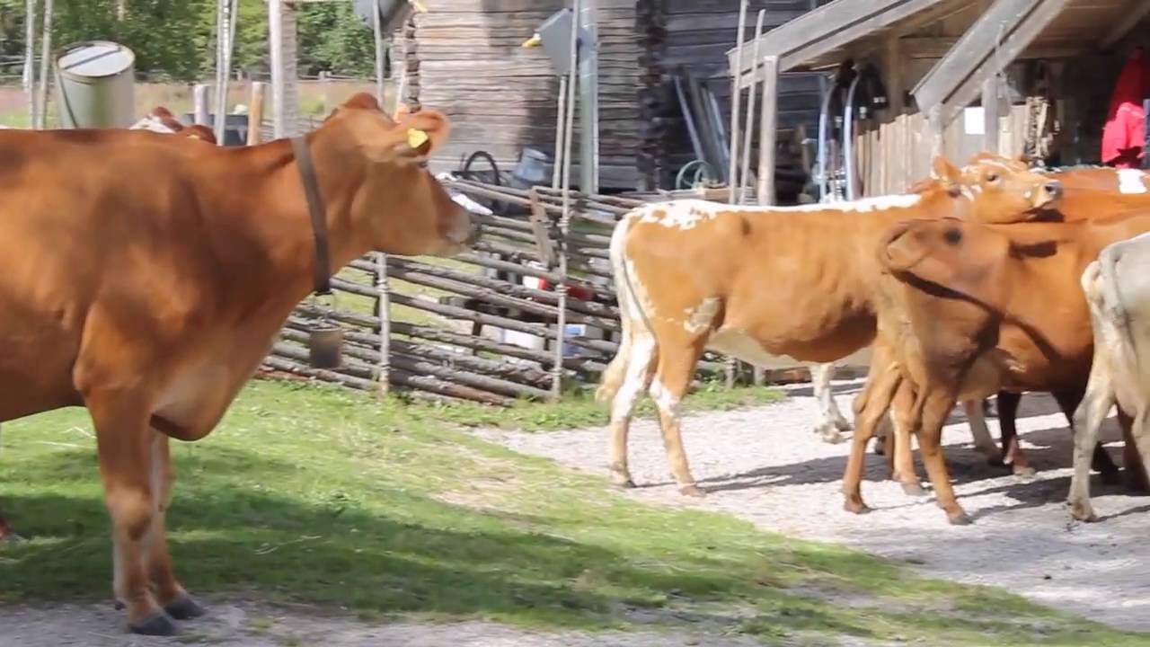 F&auml;bodsommar 2016
