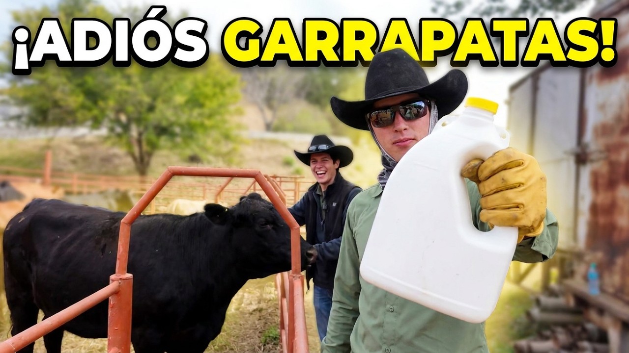 BAÑO Garrapaticida  en el RANCHO . 🇲🇽