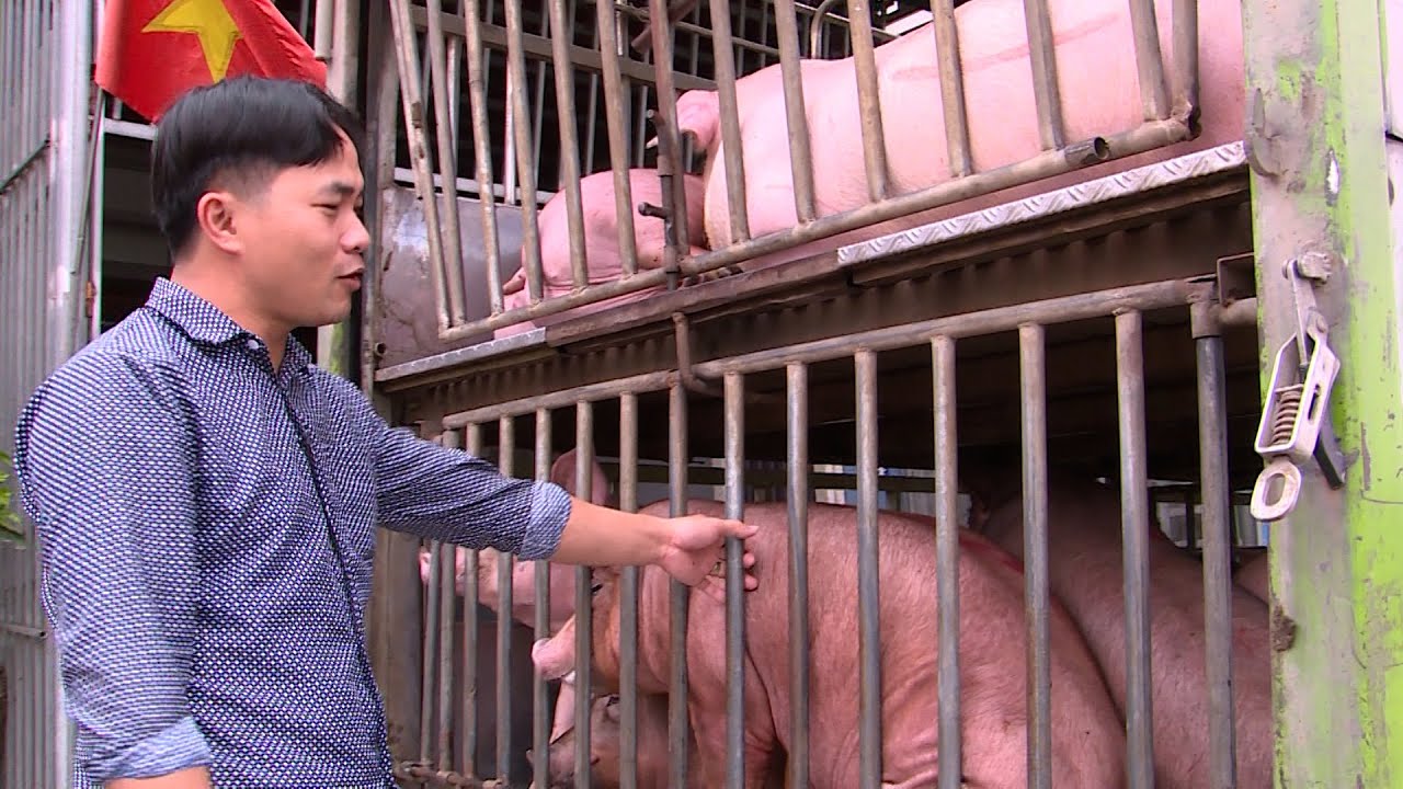 Xuất khẩu lợn sang Trung Quốc qua lời kể của Thương lái