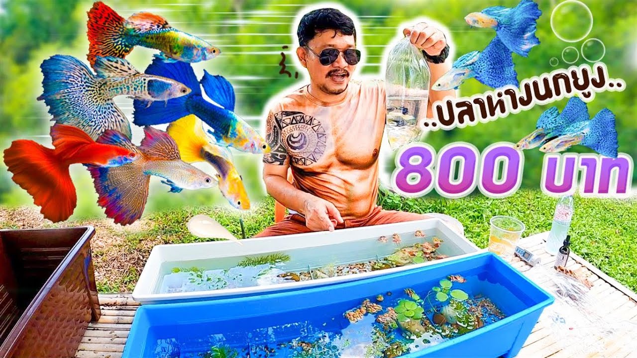 จัดอ่างเลี้ยง ปลาหางนกยูง เกรด A ซื้อมา แพงมาก..!