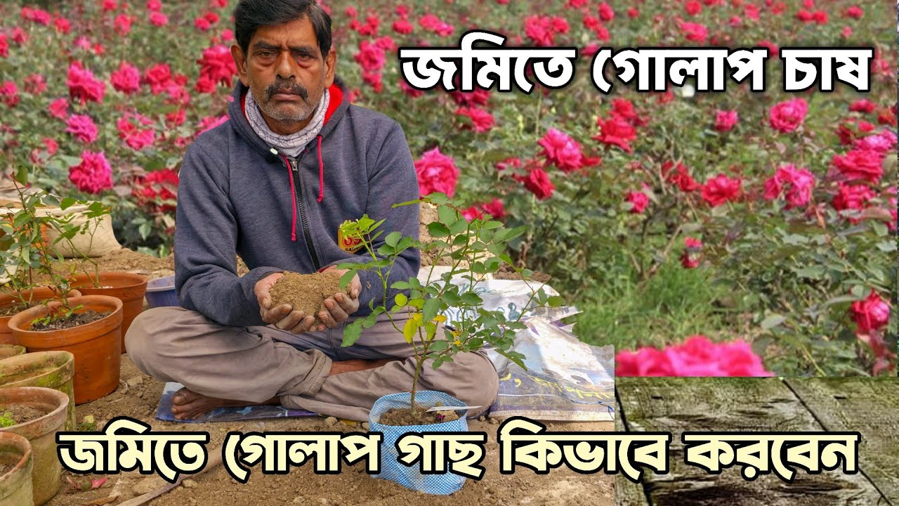 জমিতে গোলাপ গাছ কিভাবে করবেন 