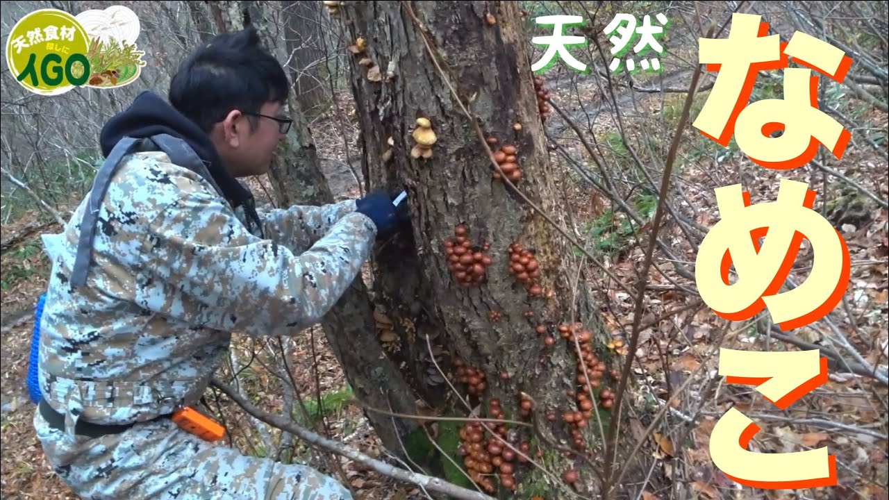 天然食材探しにイGO♪ #40　天然なめこ祭り　2025年は雪が積もるまで採れまくります