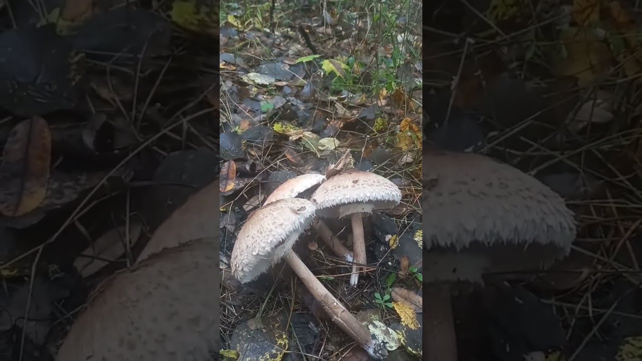 ❗СБОР ЗОНТИКОВ 30.09.2022 г. 😉 Курская область❗