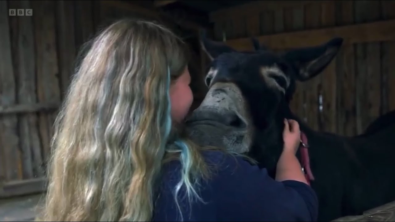 Snowdonia Donkeys BBC Children in Need