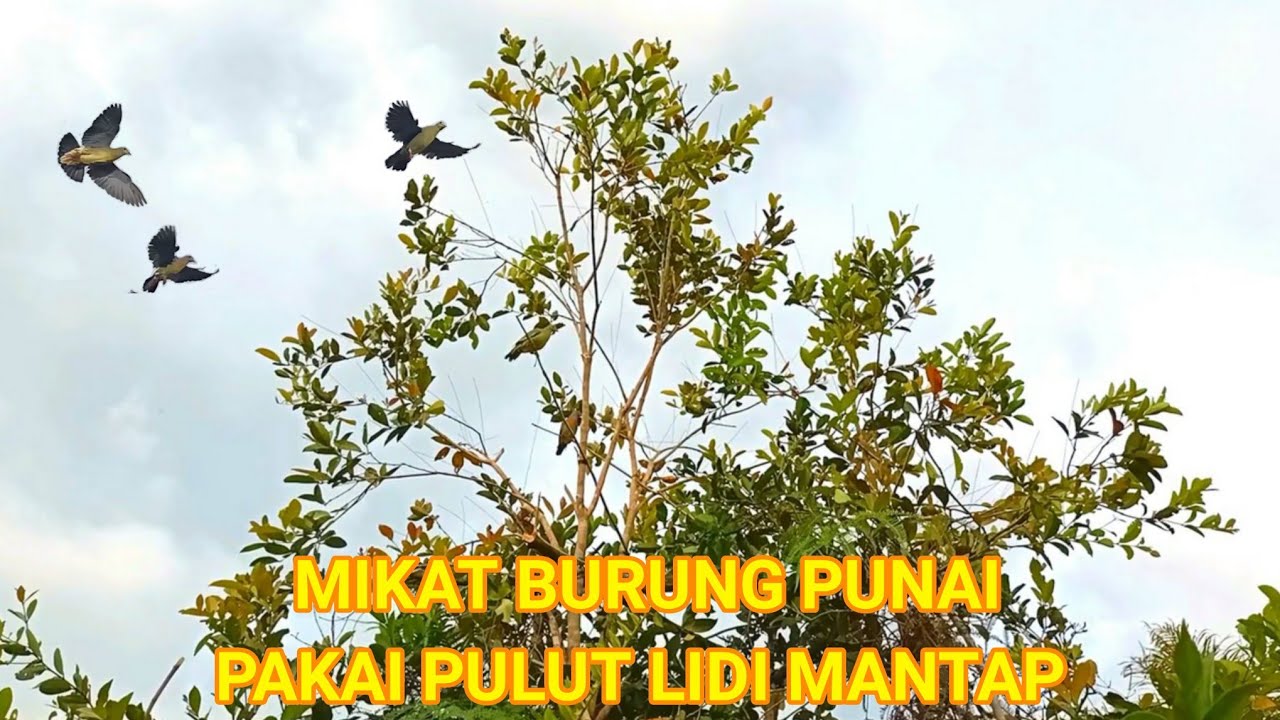 SERUNYA MULUT BURUNG PUNAI MAU TIDUR 
