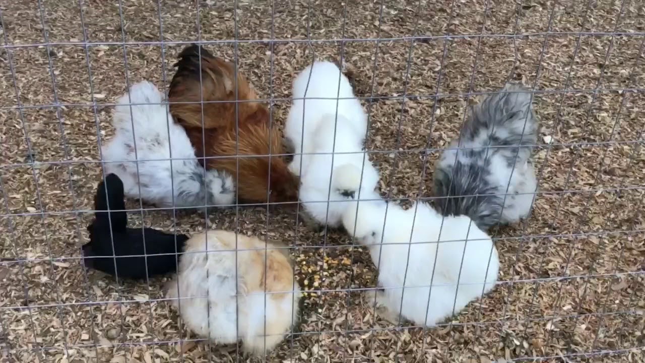 Bearded & Crested Silkies, Tiny Chickens,