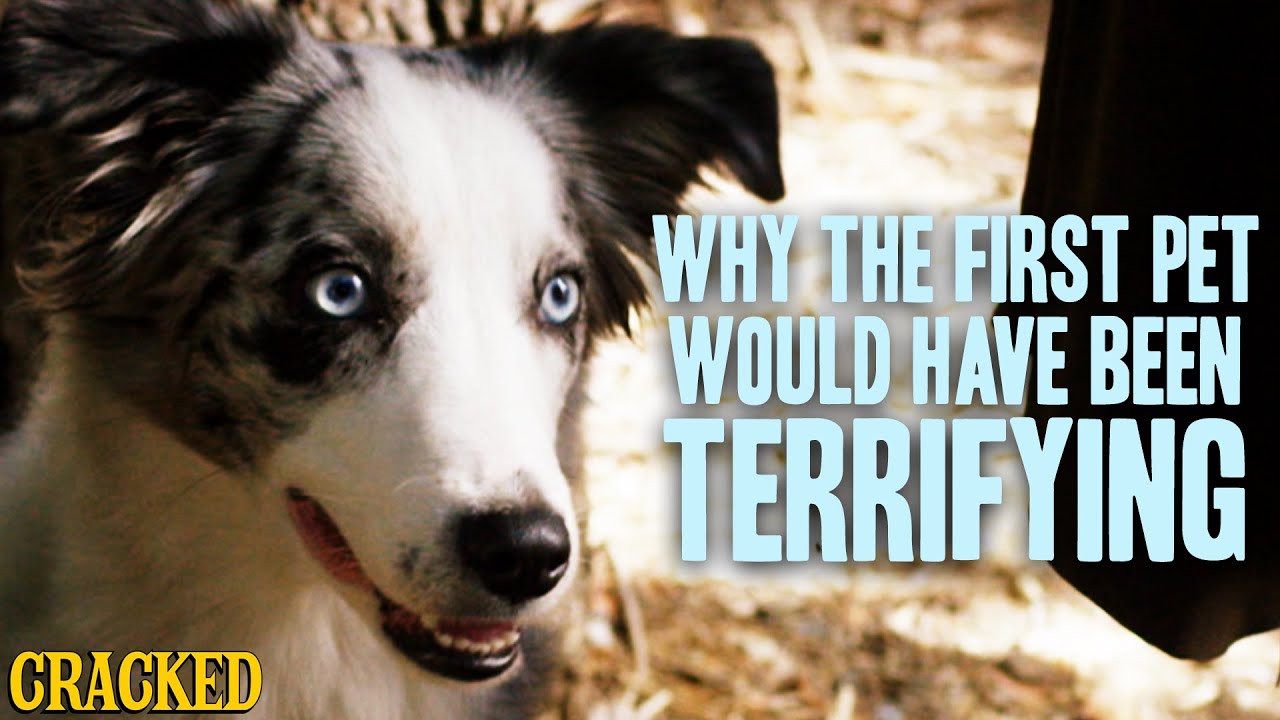 Why The First Pet Would Have Been Terrifying - Stuff That Must Have Happened