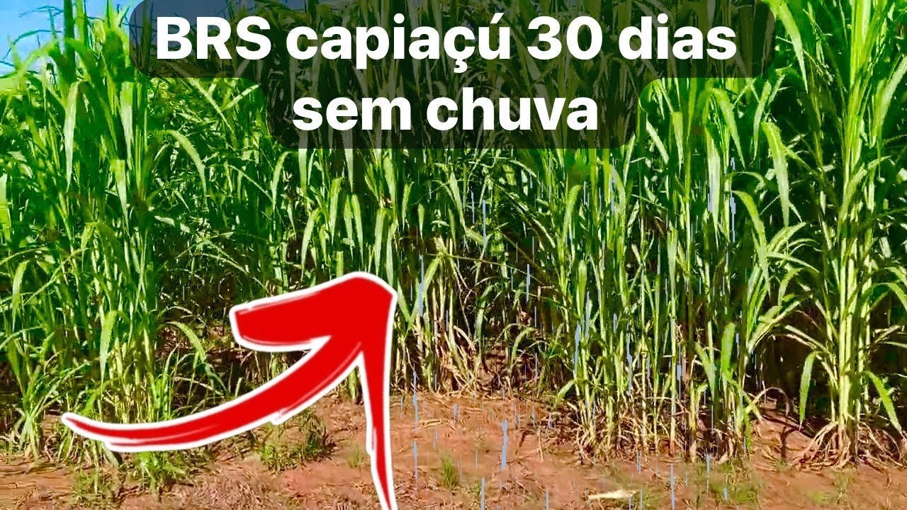 Capiaçu aguenta seca? 1 mês sem chuva na prática