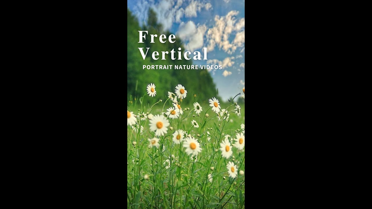 Free Vertical Portrait Videos - Whatsapp Stories - Social Media Stories
